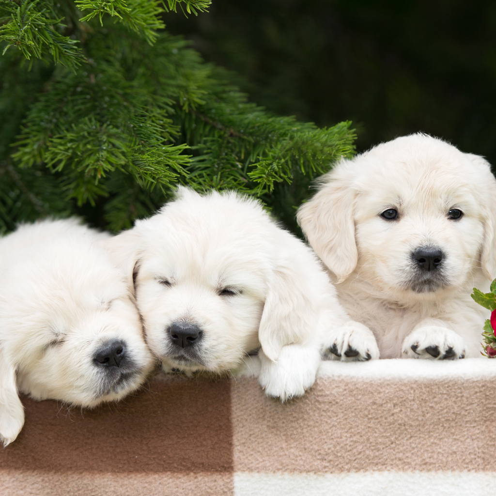 Три маленьких щенка золотистого ретривера с розой