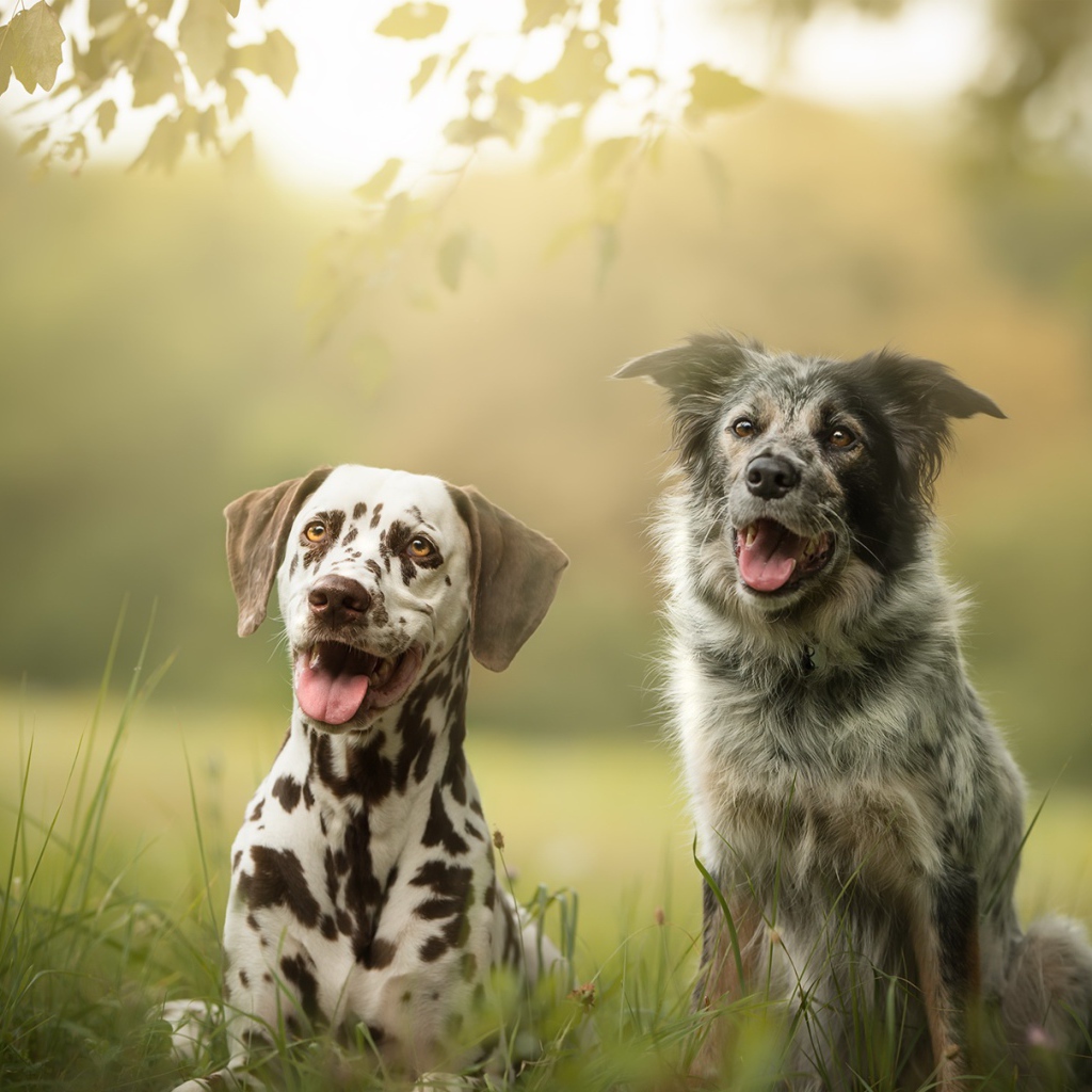 Две собаки породы далматин и Австралийская Овчарка сидят на траве