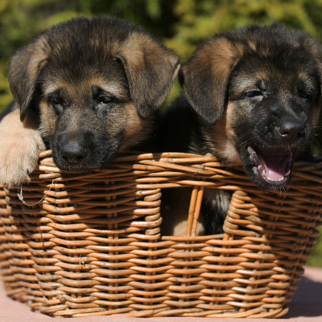 Два щенка немецкой овчарки в плетеной корзине 