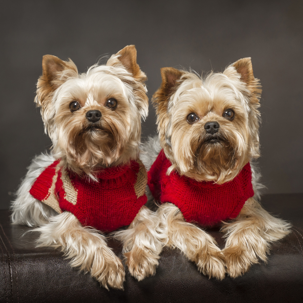 Два йоркширских терьера в красных свитерах