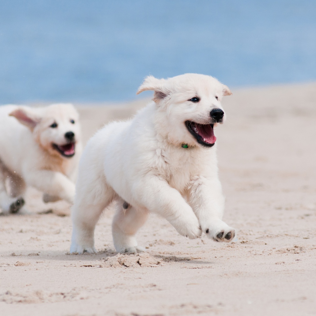 Два веселых щенка золотистого ретривера бегут по пляжу