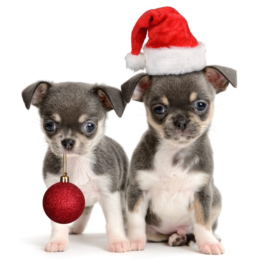 Два щенка чихуахуа с новогодним декором, символ Нового года 2018