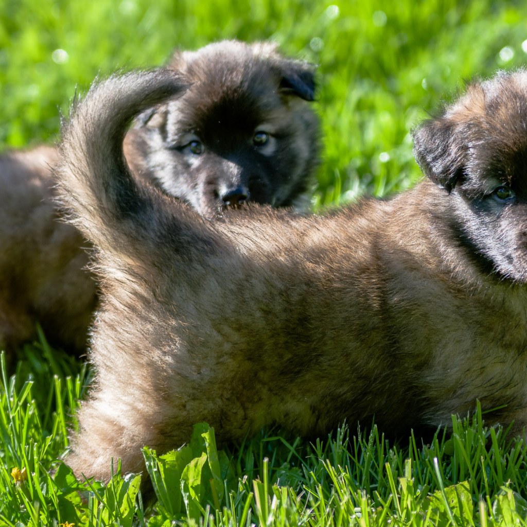 Два милых щенка немецкой овчарки на зеленой траве 