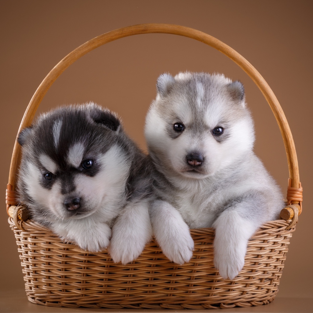 Два милых щенка хаски в плетеной корзине