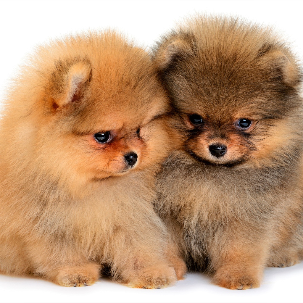 Два милых пушистых щенка шпица на белом фоне