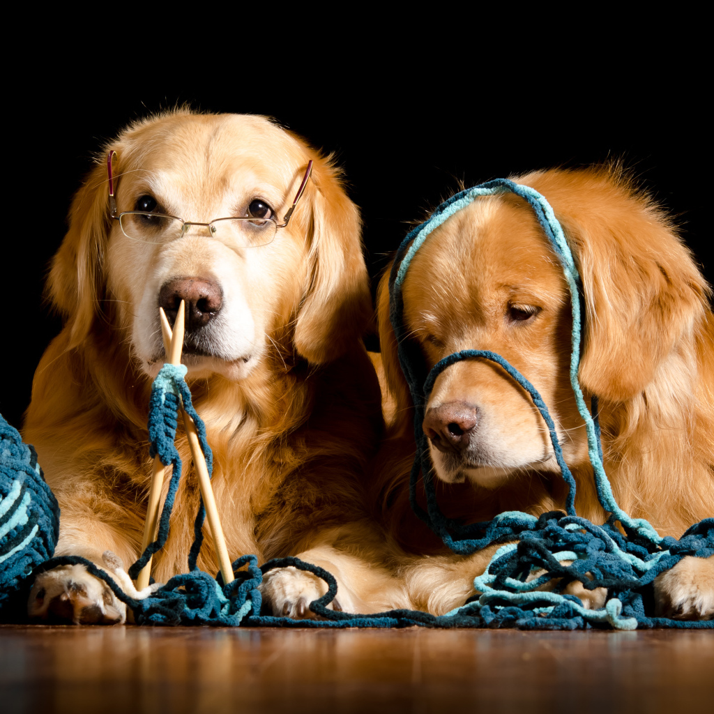 Две собаки породы золотистый ретривер со спицами и клубком ниток