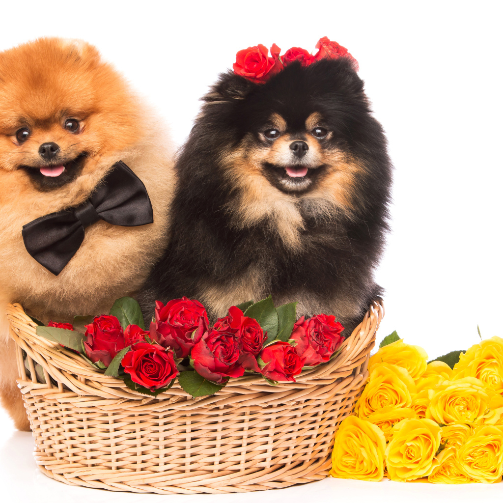Две собаки породы шпиц с красными и желтыми розами
