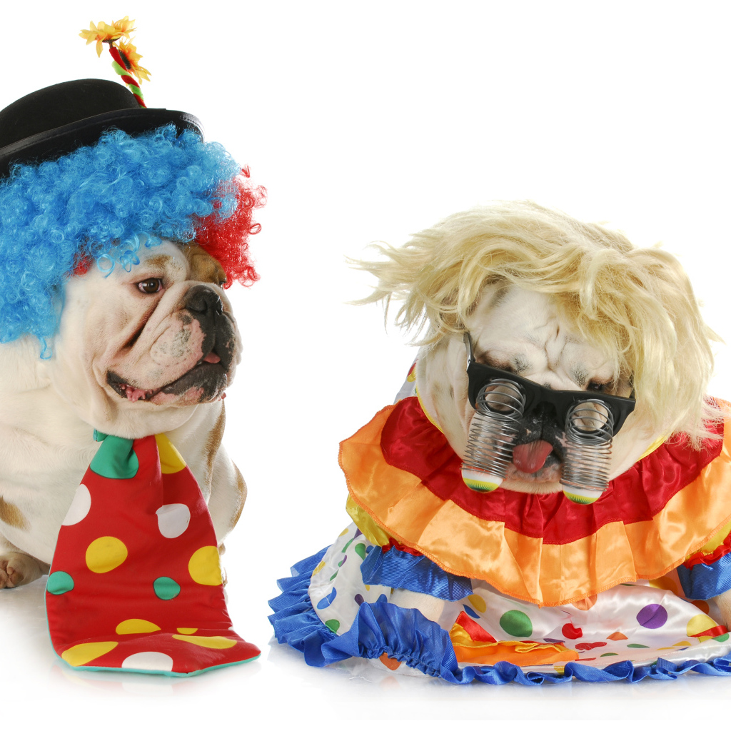 Два английских бульдога в маскарадных костюмах на белом фоне