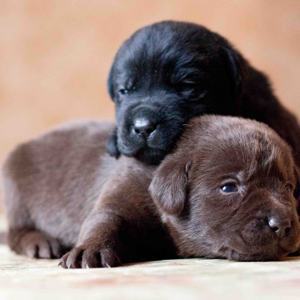 Два маленьких милых щенка лабрадора