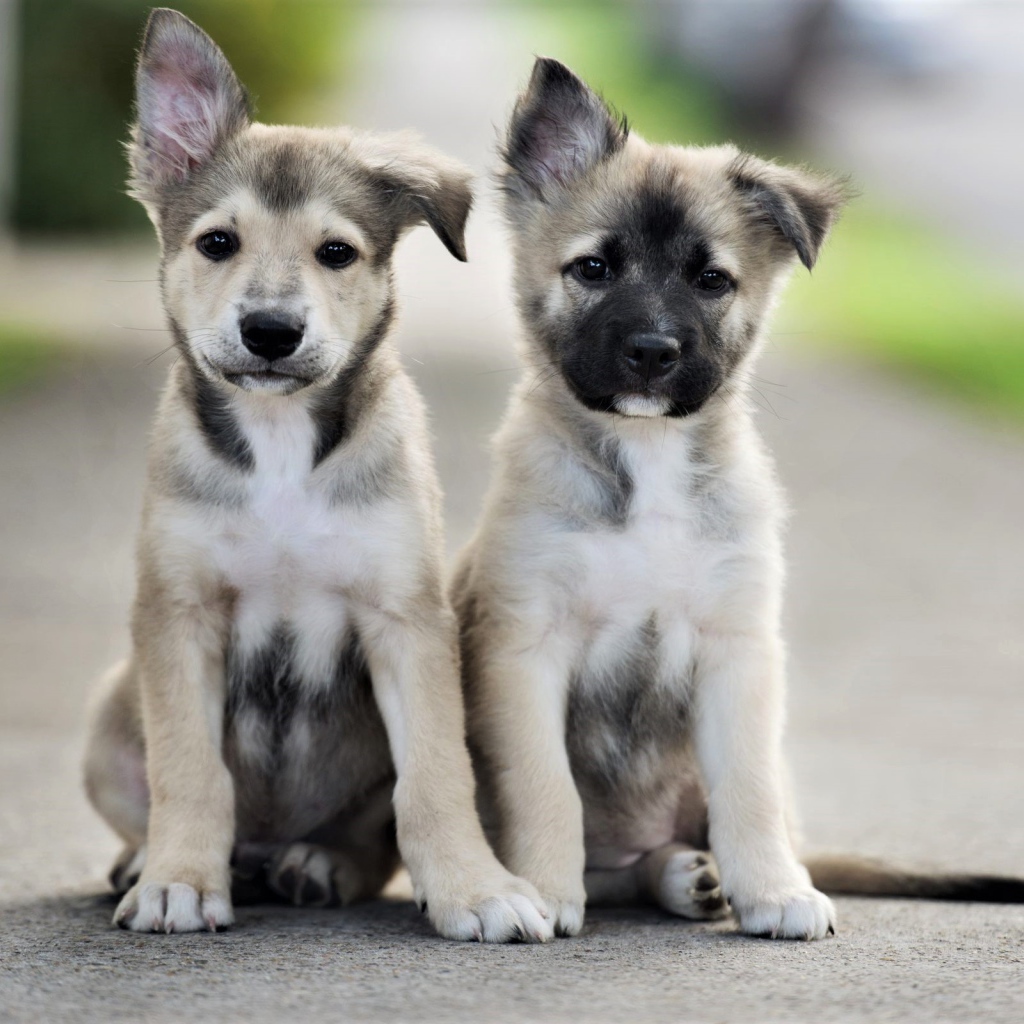 Два маленьких милых щенка сидят на дороге