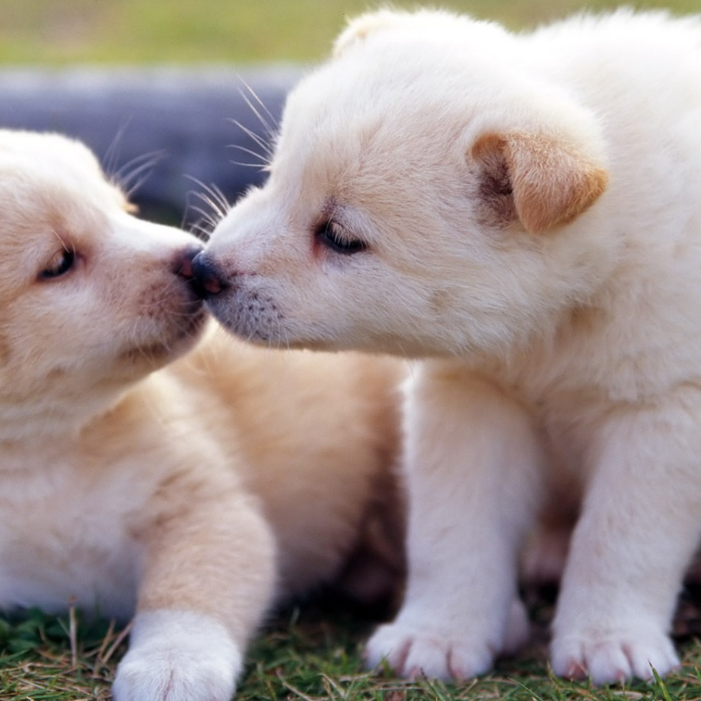 Два маленьких  забавных щенка золотистого ретривера 