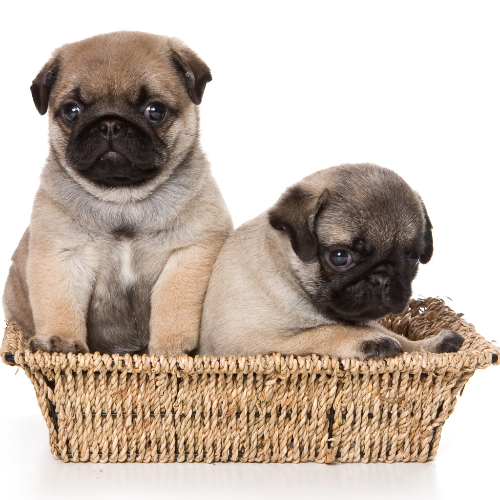 Два маленьких щенка мопса в корзине на белом фоне