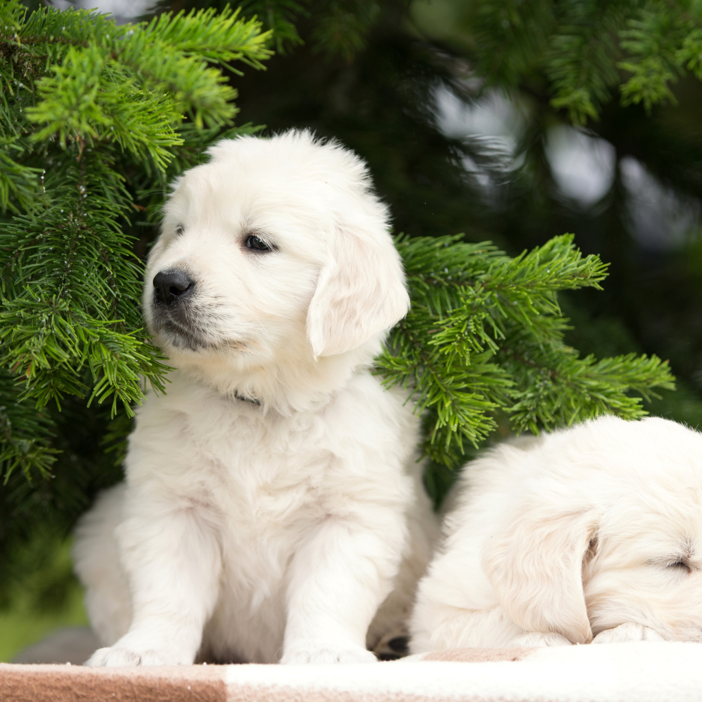 Два щенка золотистого ретривера у зеленой ветки ели
