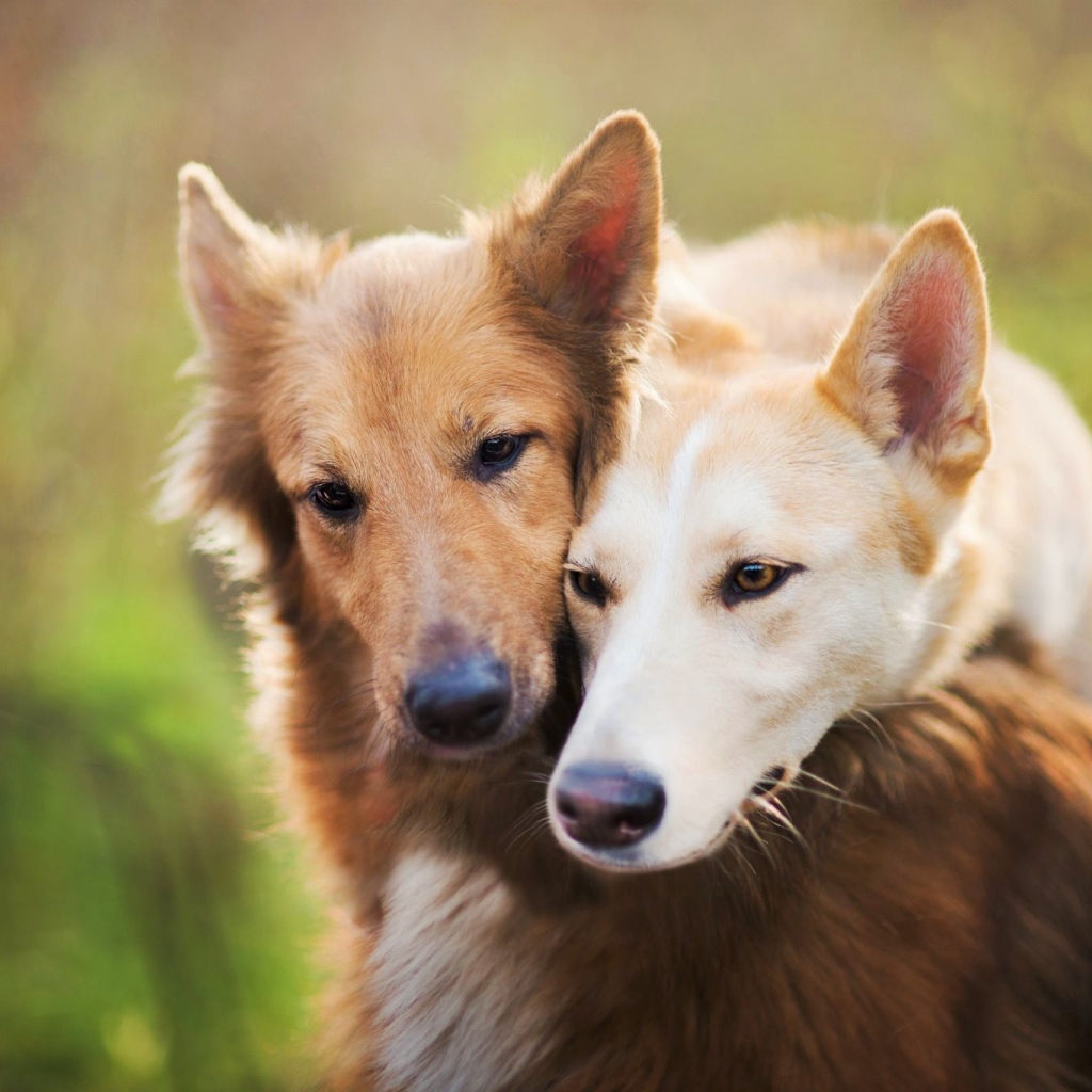 Две рыжие собаки обнимают друг друга