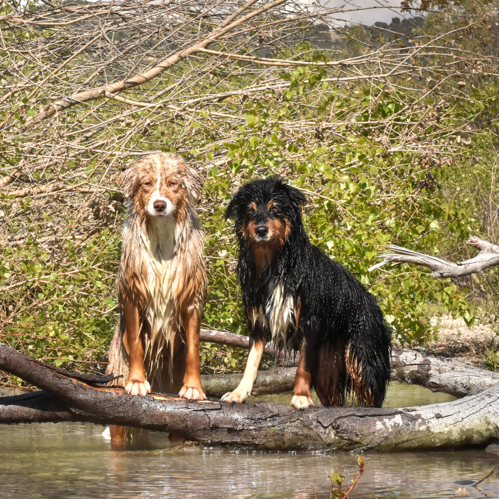 Две мокрые австралийские овчарки сидят у воды
