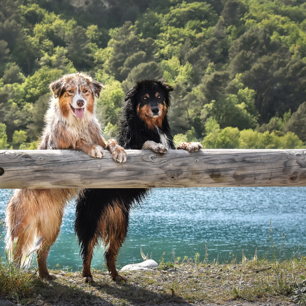 Две мокрых собаки породы Австралийская Овчарка