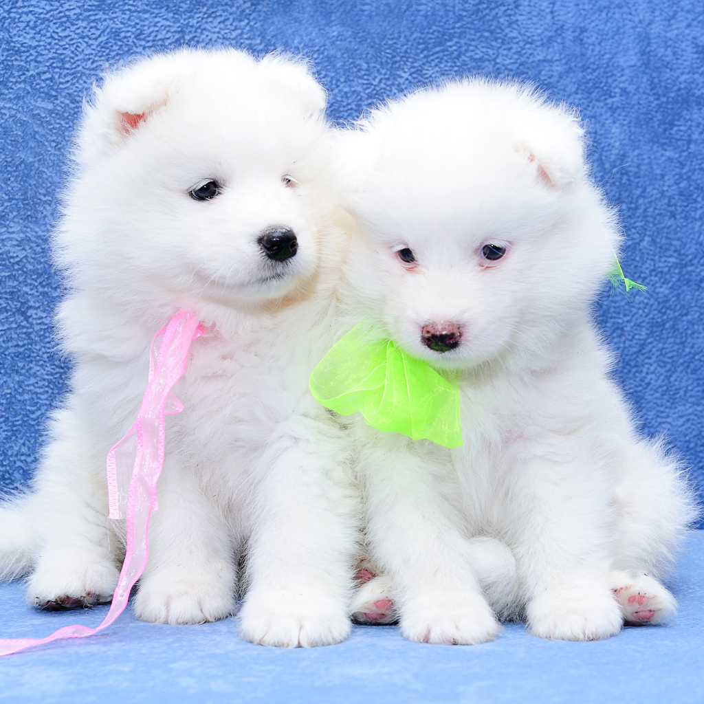 Два белых пушистых щенка самоедской лайки на голубом фоне