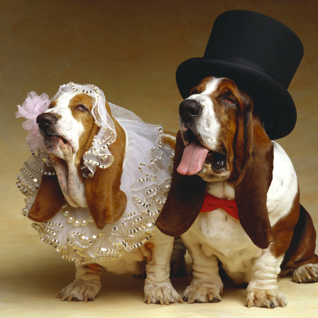 Свадьба собак породы Бассет хаунд