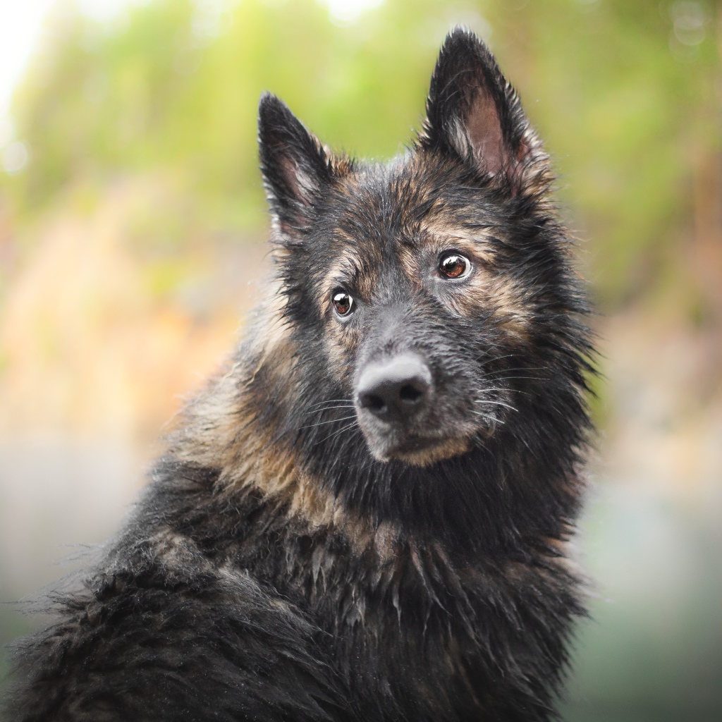 Мокрая большая собака с грустной мордой