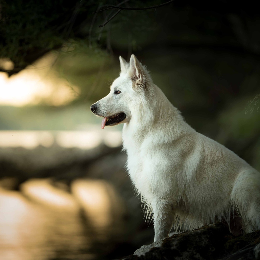 Белая швейцарская овчарка с высунутым языком сидит на камне