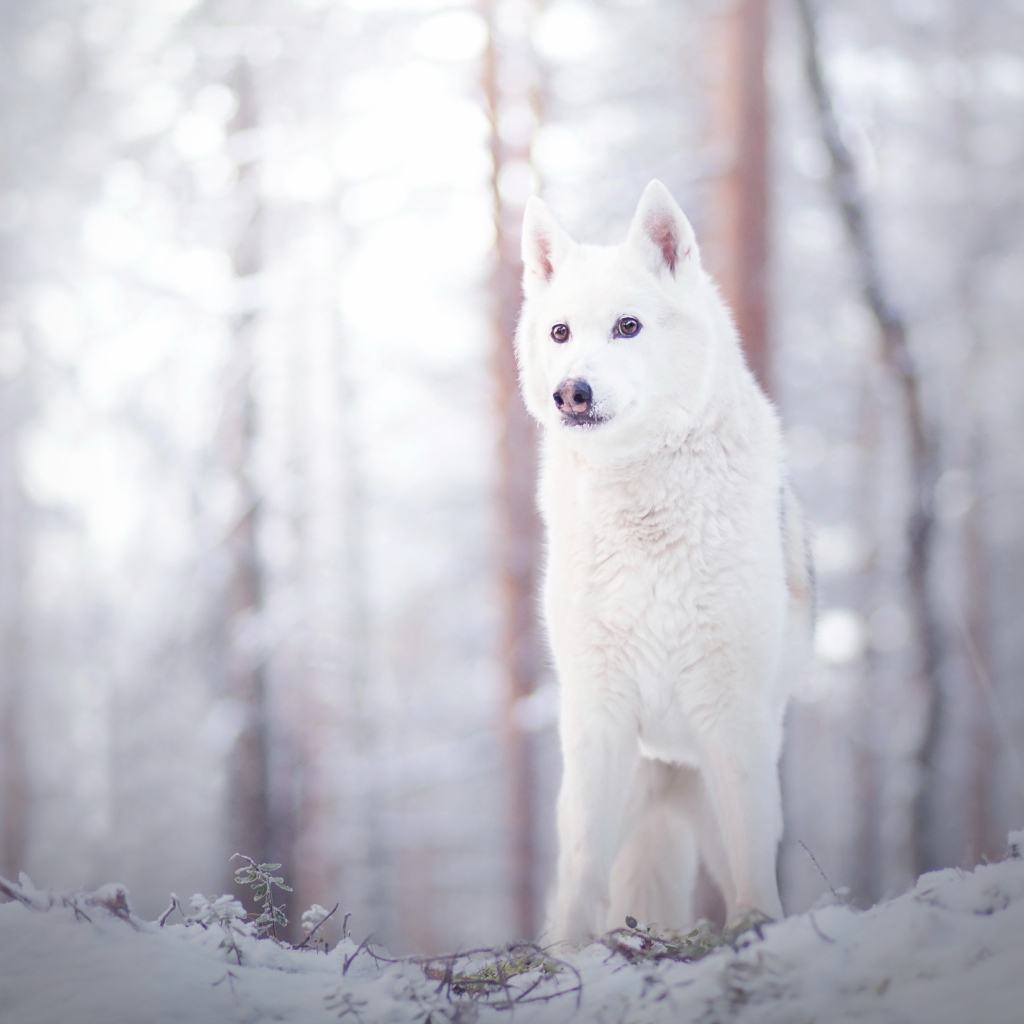 Белая собака стоит на снегу в лесу