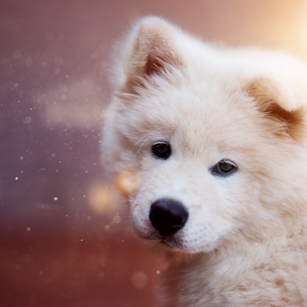 Белый пушистый щенок самоедской собаки