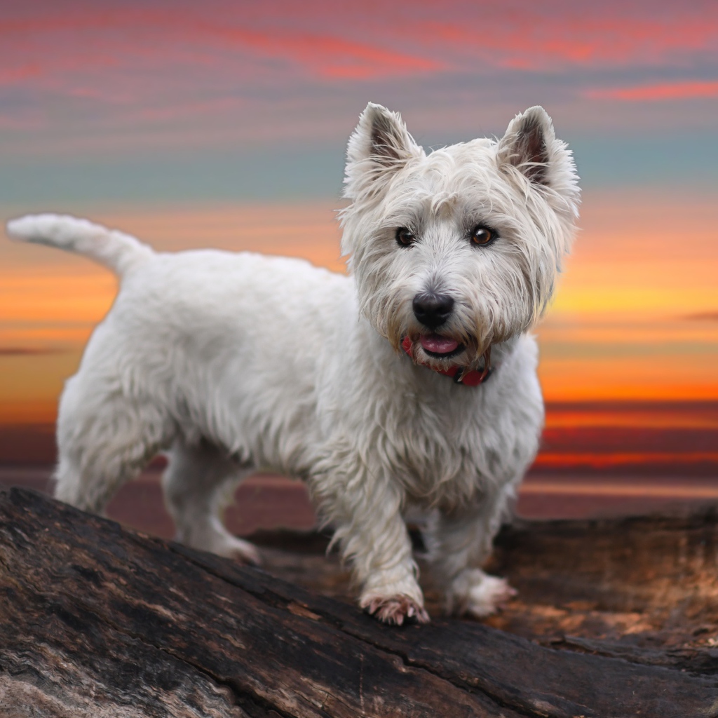 Белый забавный щенок вест-хайленд-уайт-терьер на фоне неба