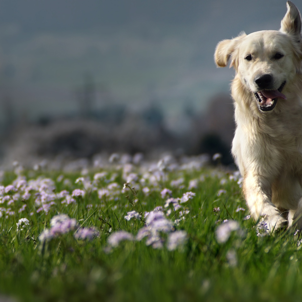 Белая счастливая собака бежит по зеленой траве 