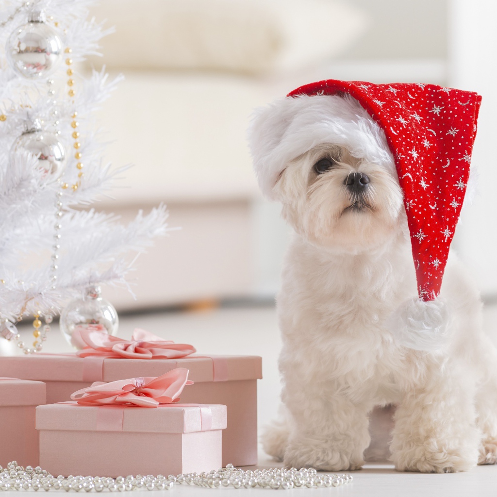 Белый щенок в шапке Деда Мороза под елкой с подарками,  символ нового года 2018