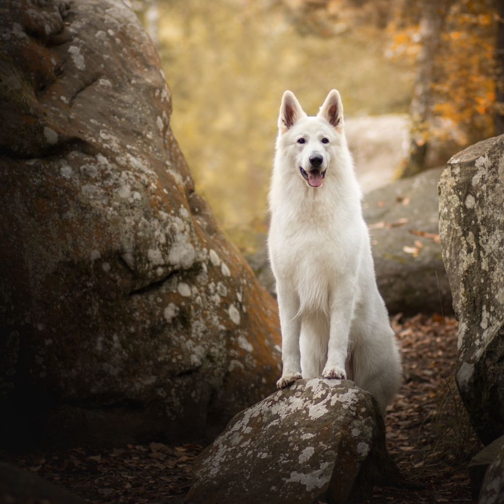 Белая овчарка с высунутым языком стоит на камне