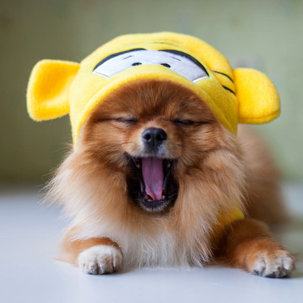 Зевающий шпиц в забавной желтой шапке