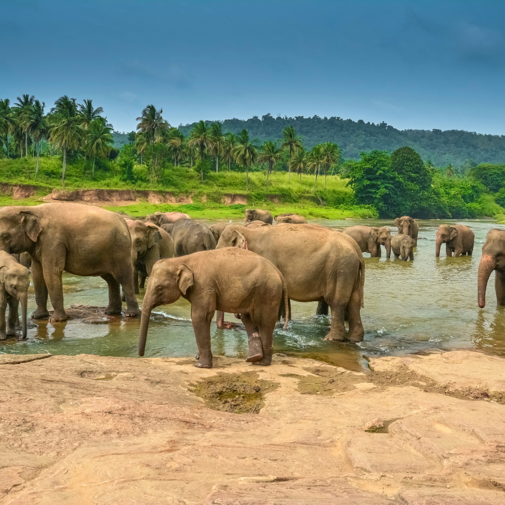 Стадо слонов купается в водоеме