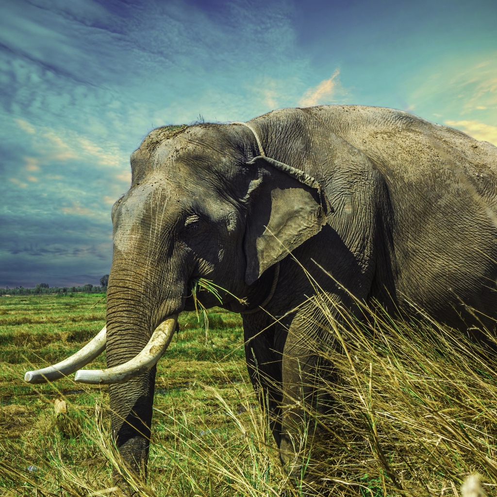 Большой серый слон идет по зеленой траве под голубым небом