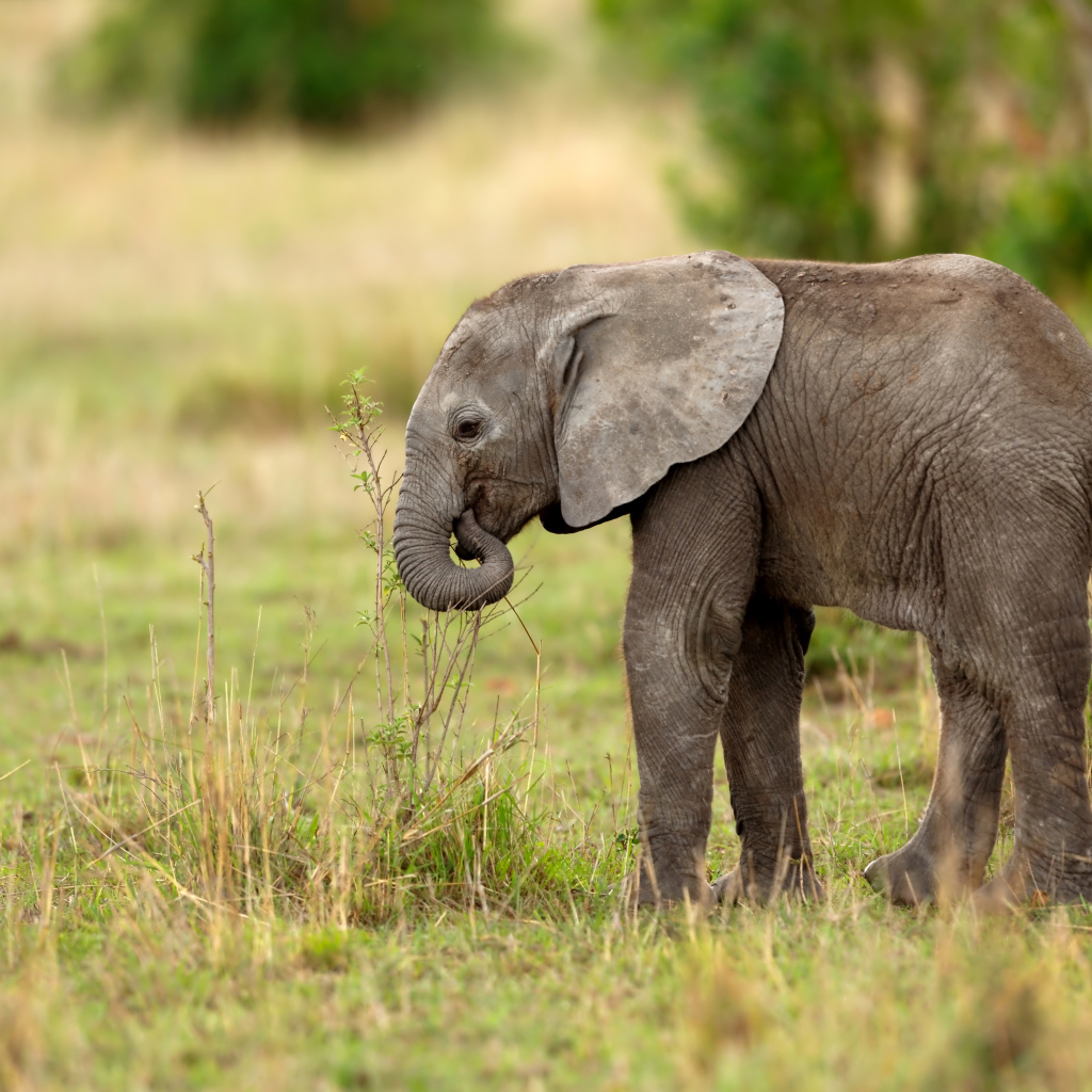 Маленький серый слоненок идет по траве