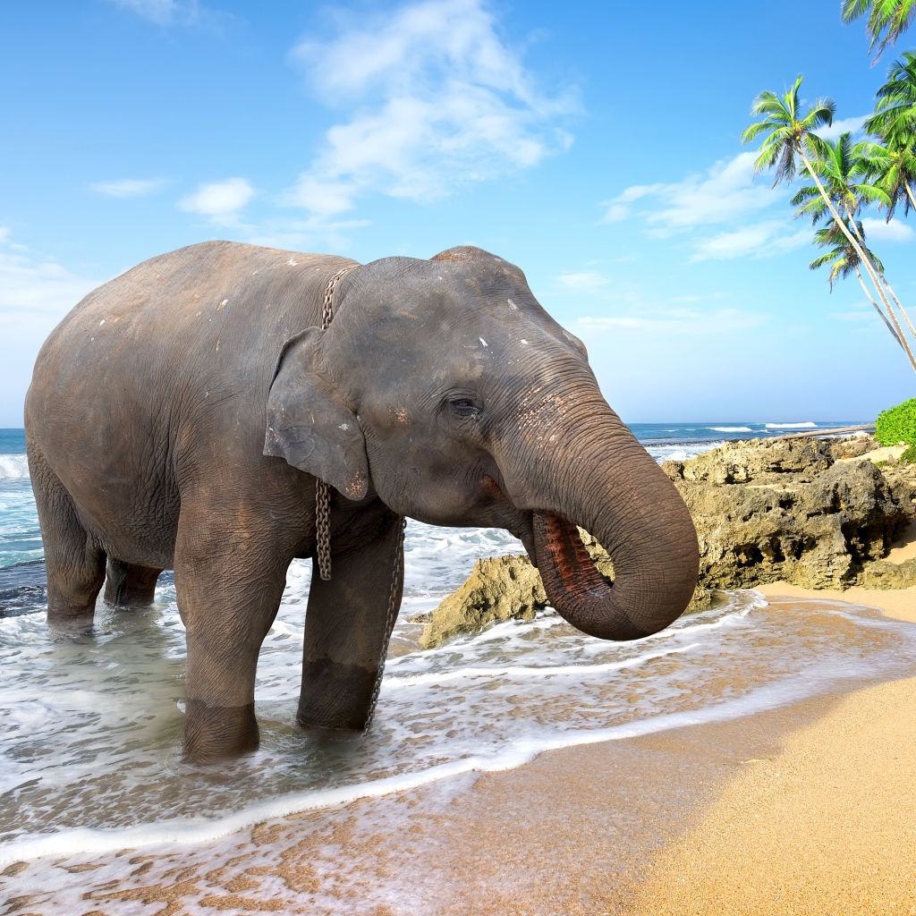 Большой слон пьет воду на берегу океана