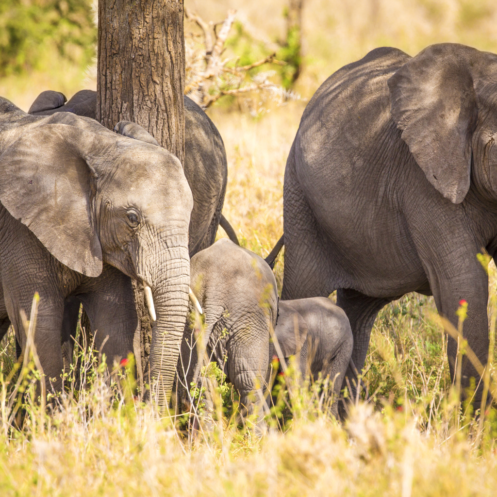 Семья больших серых слонов у дерева