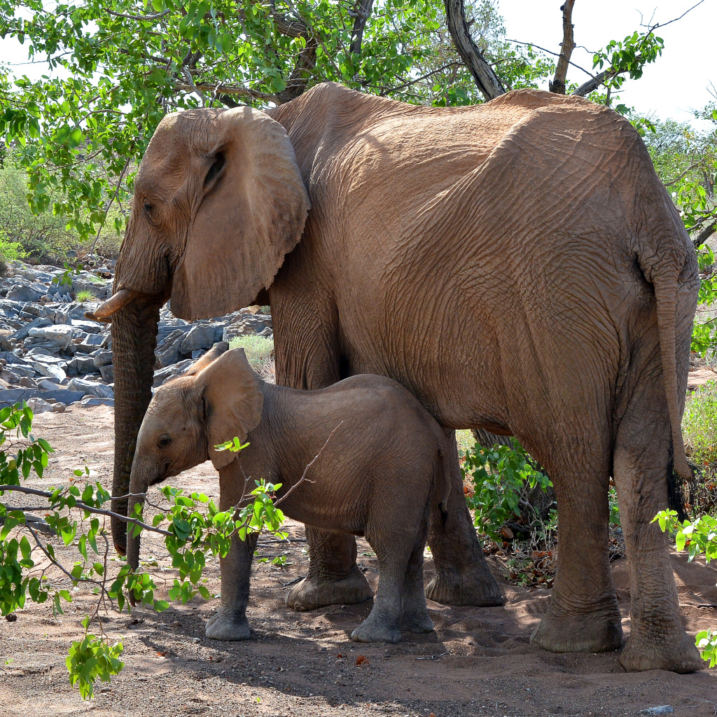 Мама слон с маленьким слоненком