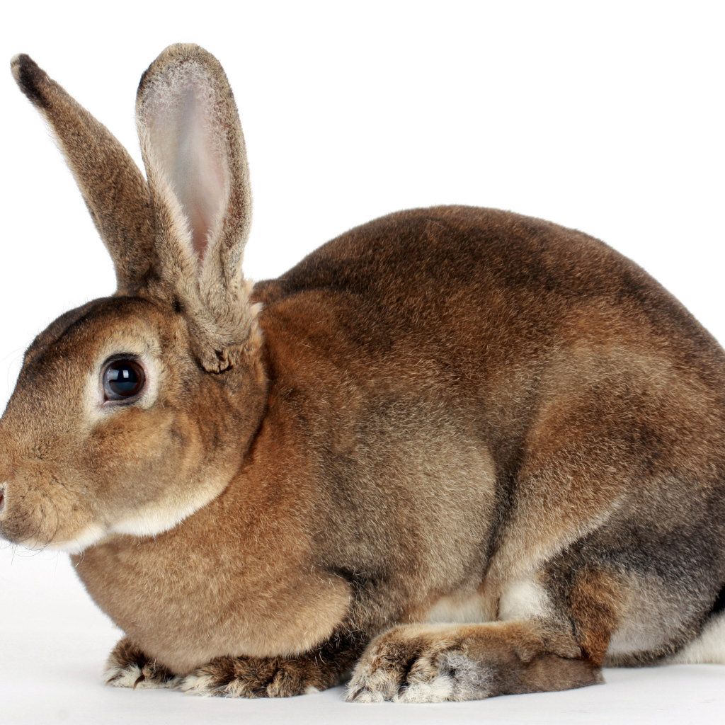 Большой кролик на белом фоне