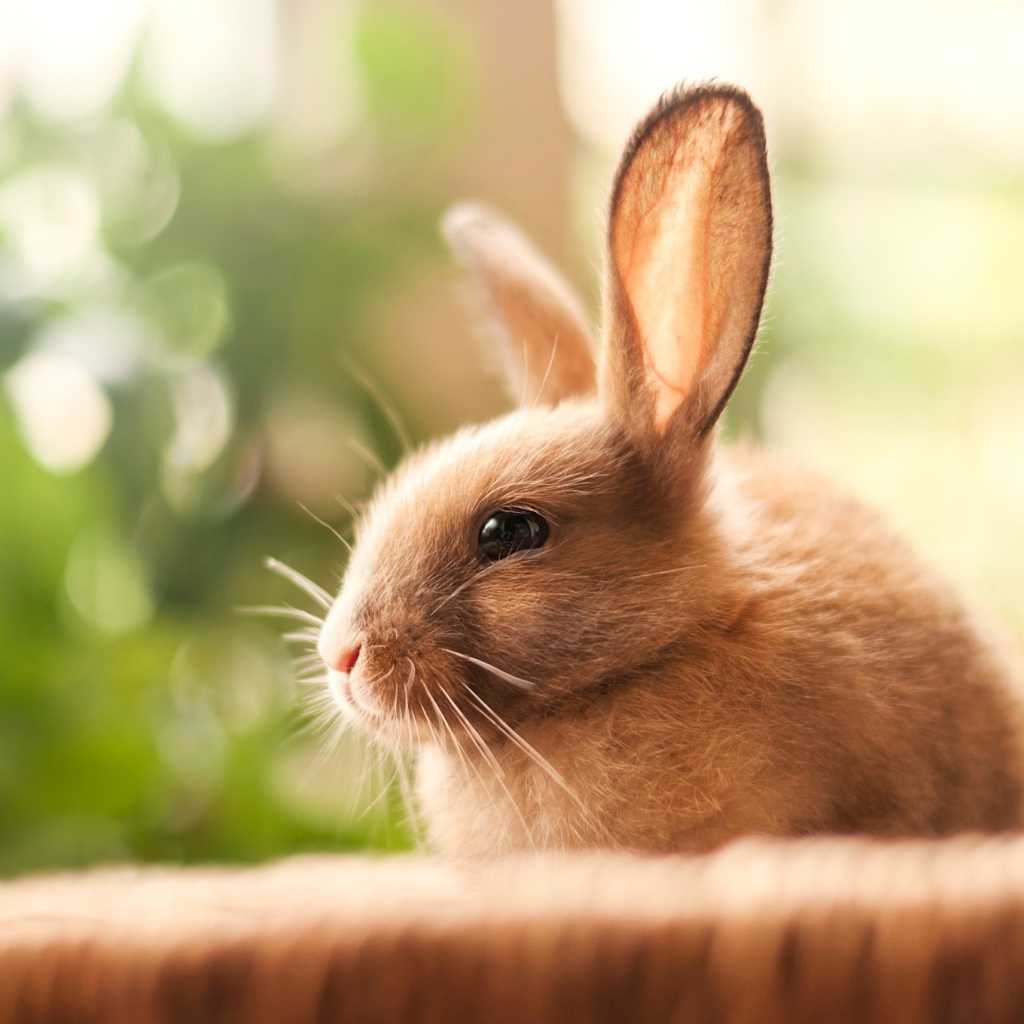 Милый декоративный кролик с длинными ушами 