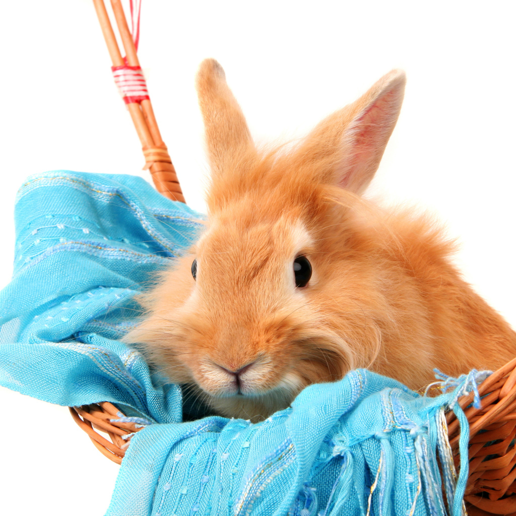 Рыжий пушистый кролик сидит в корзине на синем шарфе на белом фоне