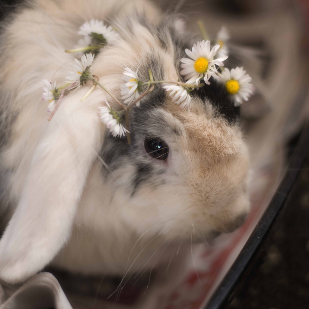 Маленький декоративный кролик с ромашками 