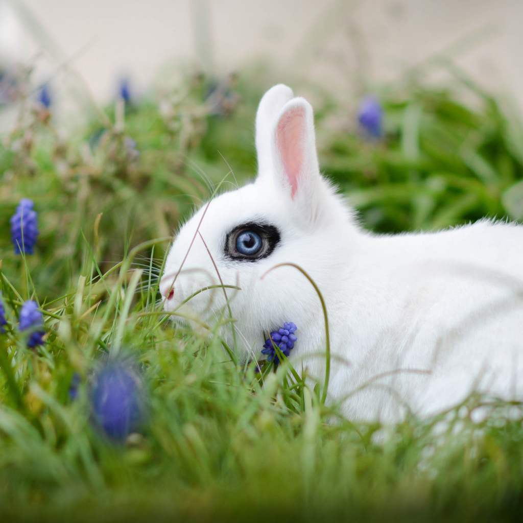 Белый голубоглазый декоративный кролик в зеленой траве