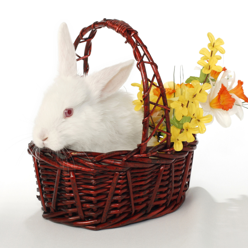 Белый кролик в корзине с цветами на белом фоне
