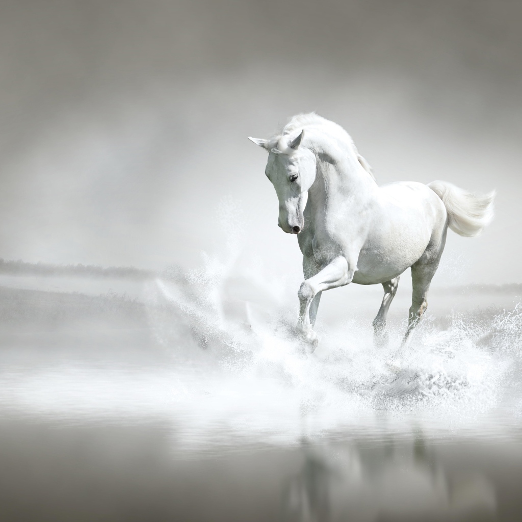 Красивый белый конь бежит по воде