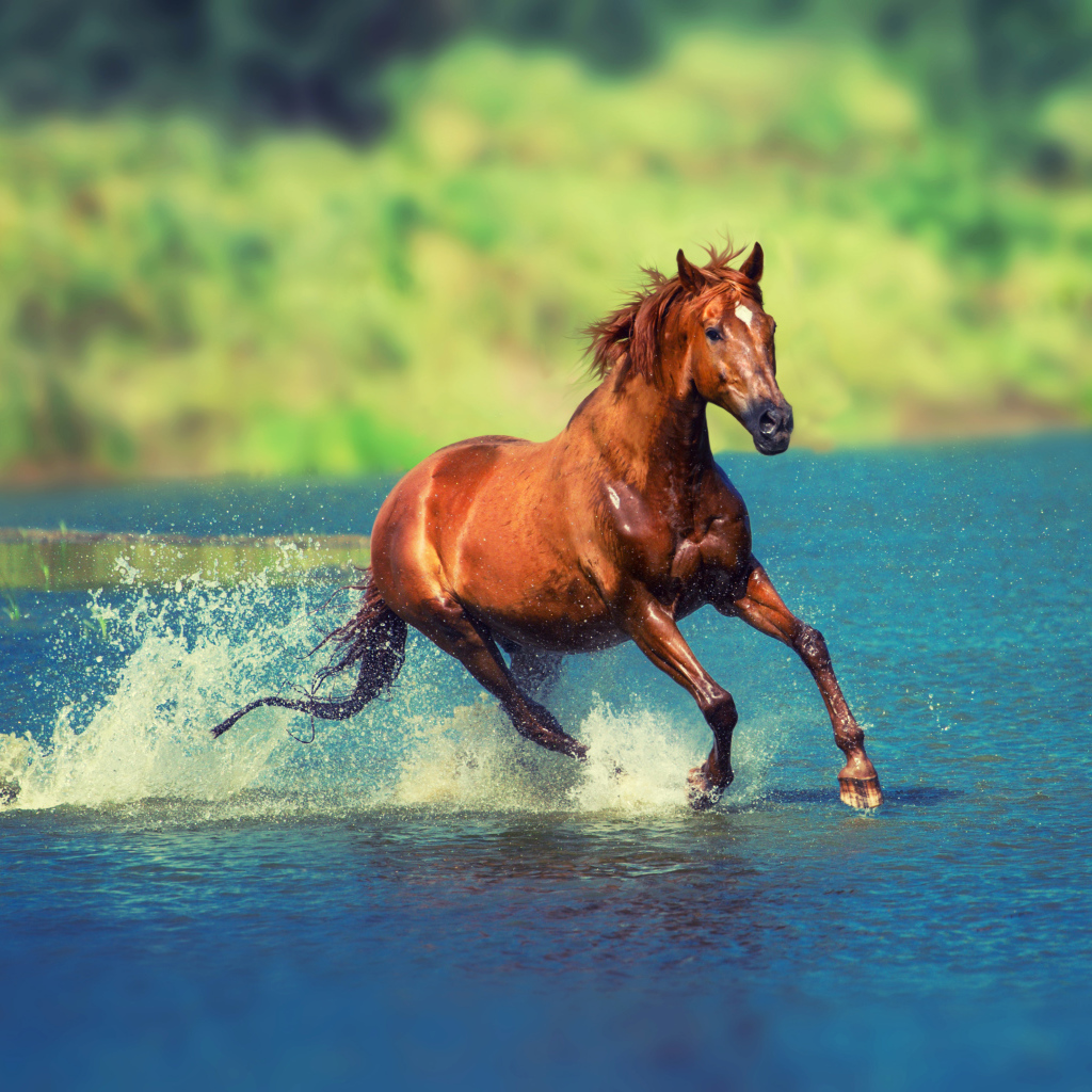 A brown horse jumps on the water