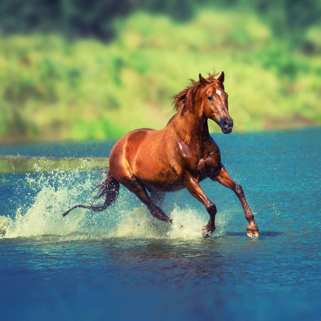Коричневая лошадь скачет по воде