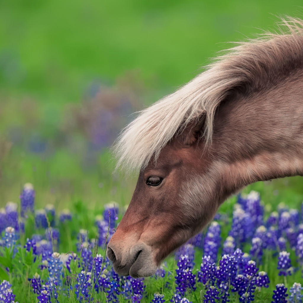 Коричневая лошадь гуляет по полю с синими цветами