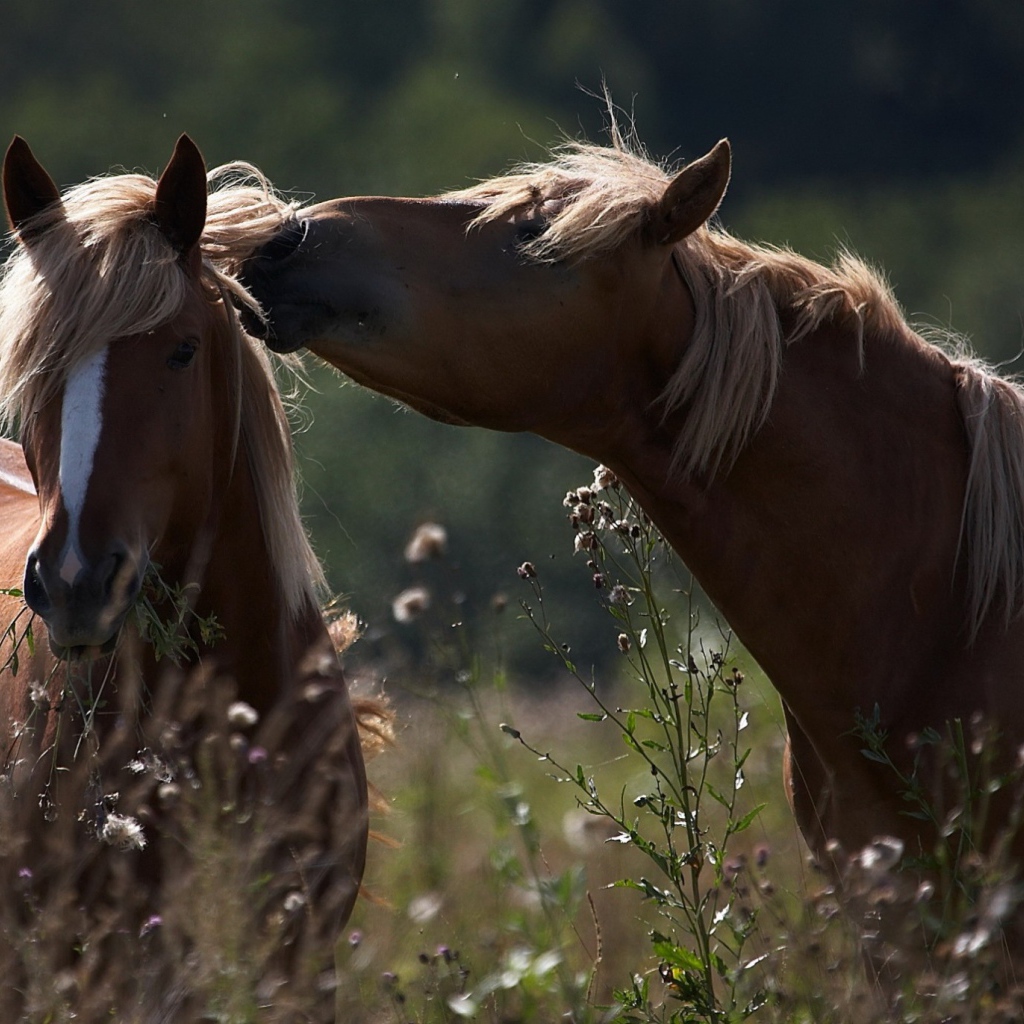 Пара красивых коричневых лошадей в поле 