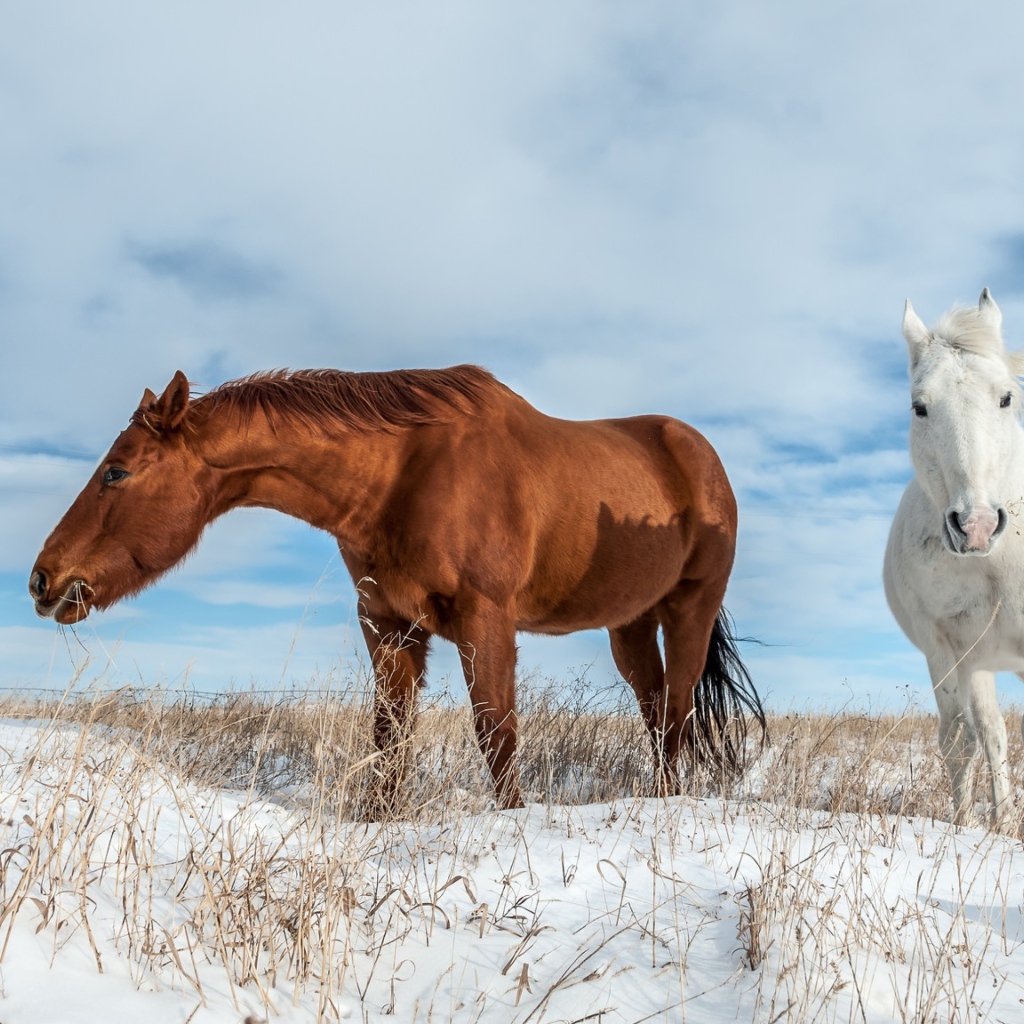 Белая и коричневая лошадь пасутся на покрытом снегом поле 
