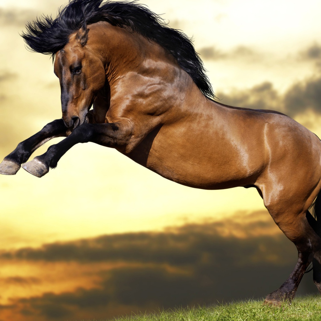 Красивый коричневый конь с черной гривой  встал на дыбы 
